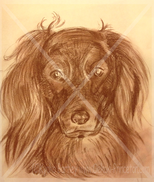 Dog Charcoal 10 minutes Sketch