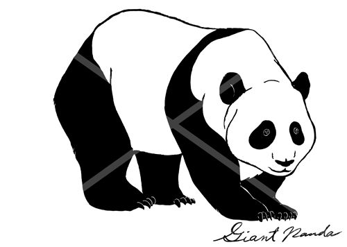 Giant Panda Black and White Hand Drawn Pen Art