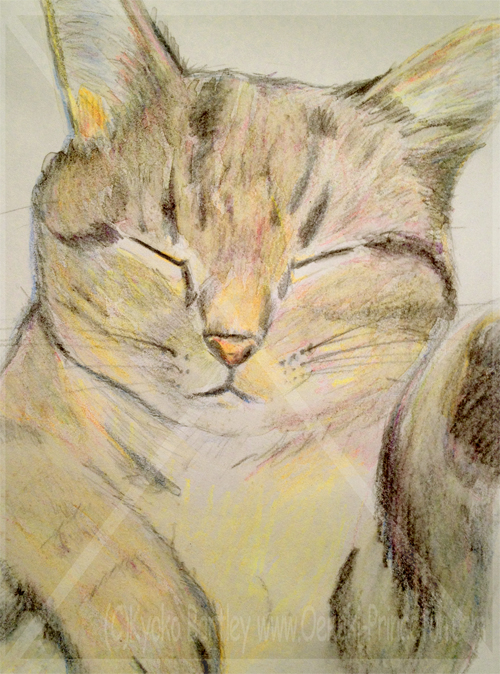 Cat Pet Portrait