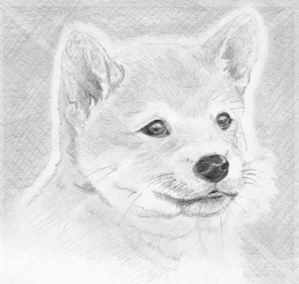 Dog Detailed Sketch