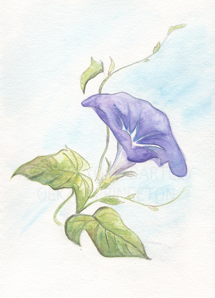 Morning Glory Watercolor