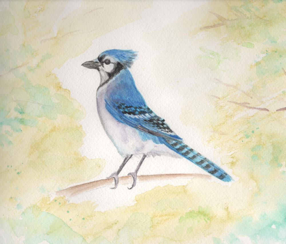 Bluejay Watercolor