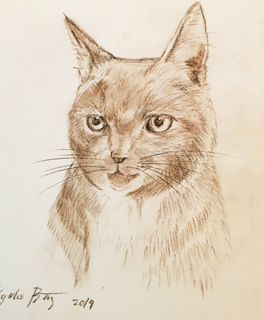 Cat| Pet/Animal Portrait Charcoal Drawing by Kyoko Bartley