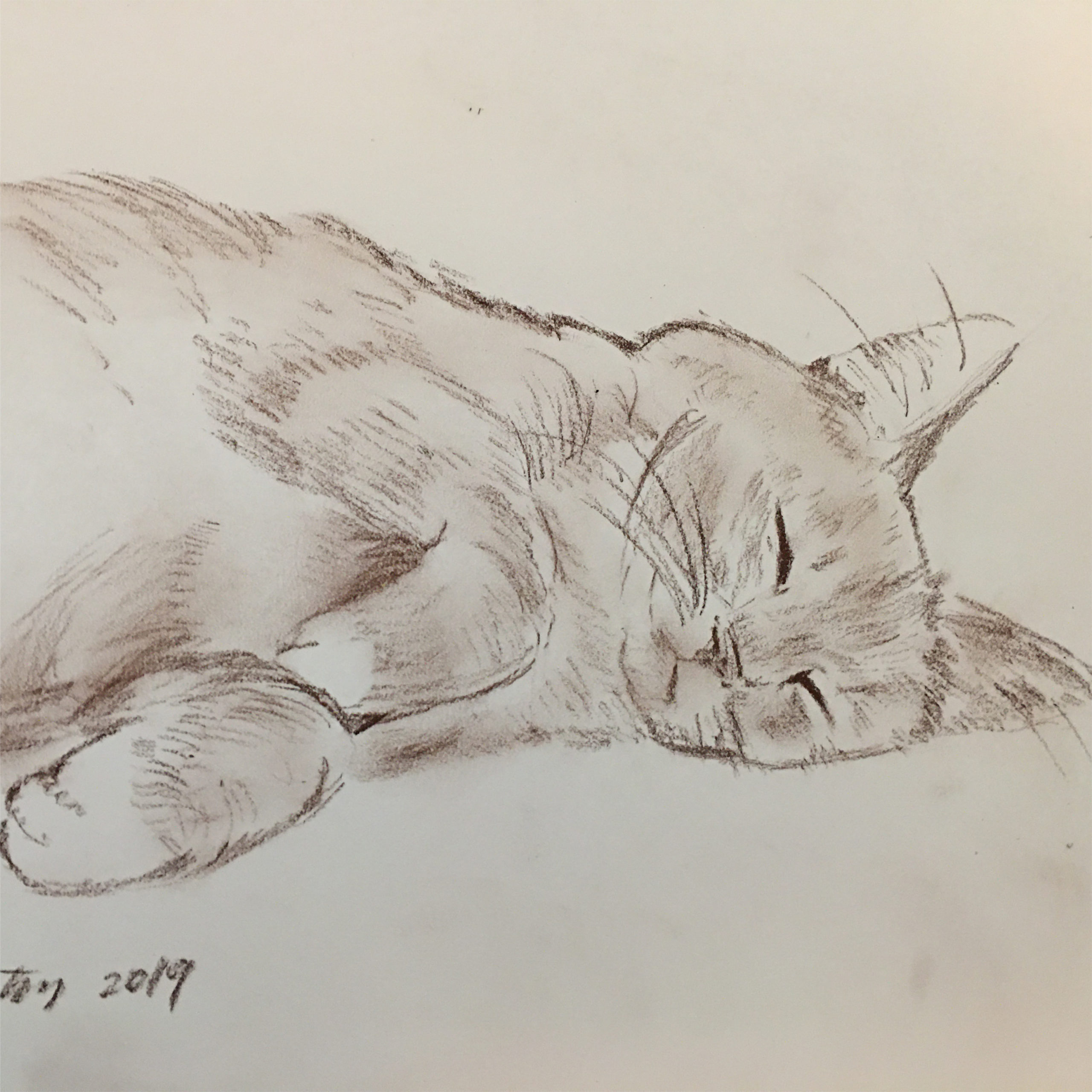 Cat Sleeping Charcoal Pet Portrait Art By Kyoko Bartley