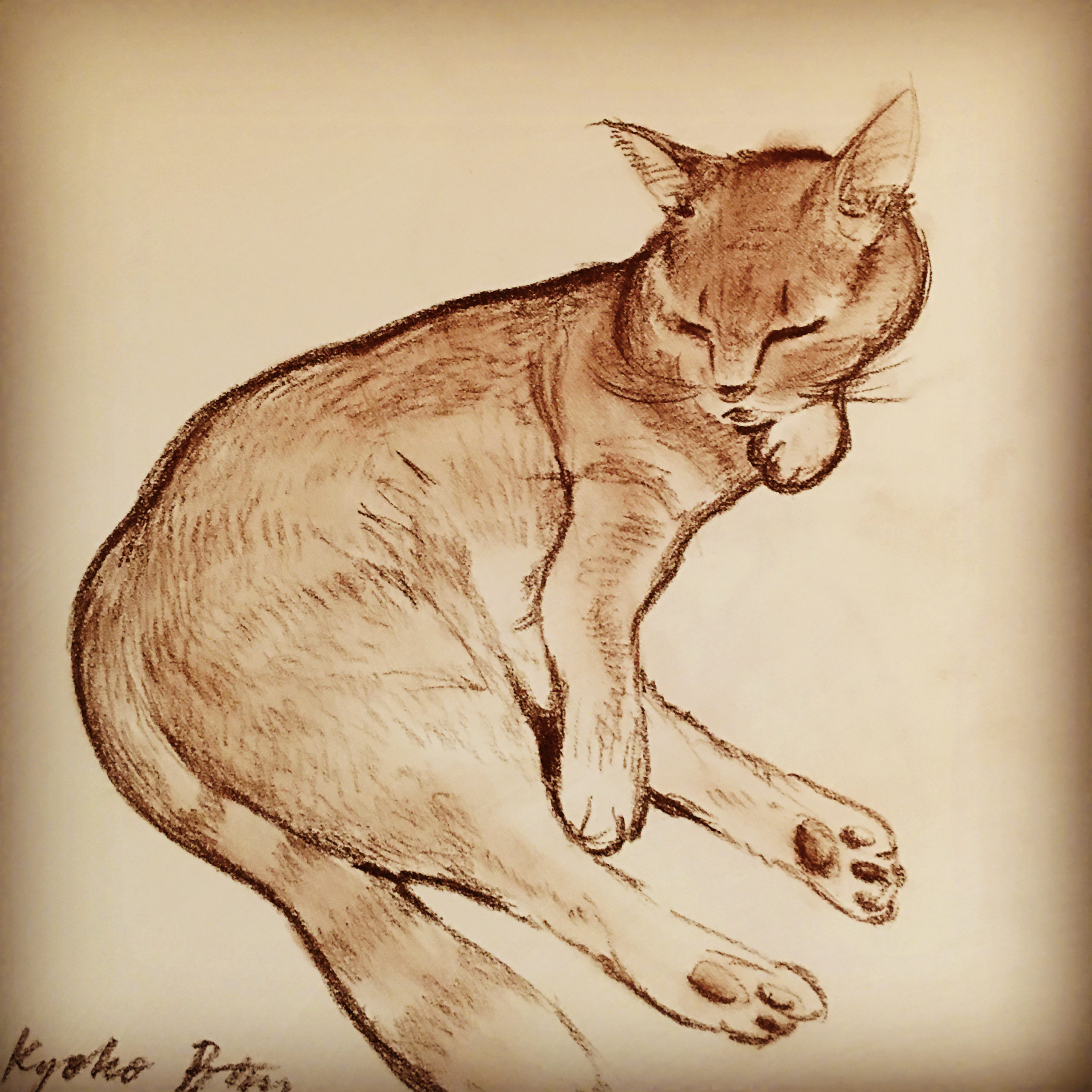 Cat Sleeping| Pet/Animal Portrait Charcoal Drawing by Kyoko Bartley