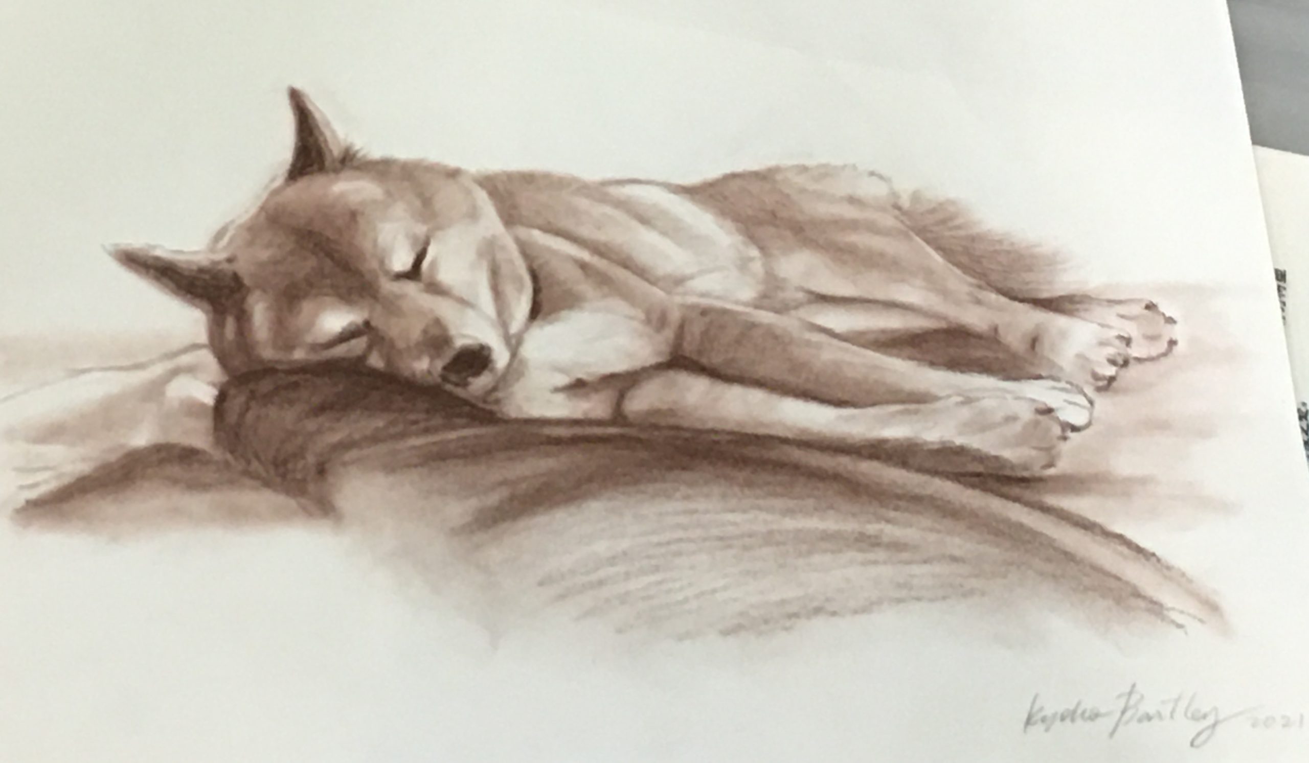 Shiba Dog Charcoal  Sketch