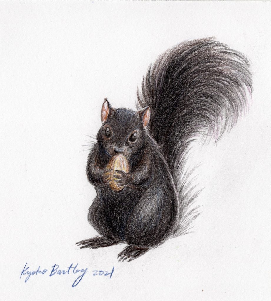 Black Squirrel Color Pencil Drawing art by Kyoko Bartley, Award- winning pet portraits, animal welfare artist in New Jersey.