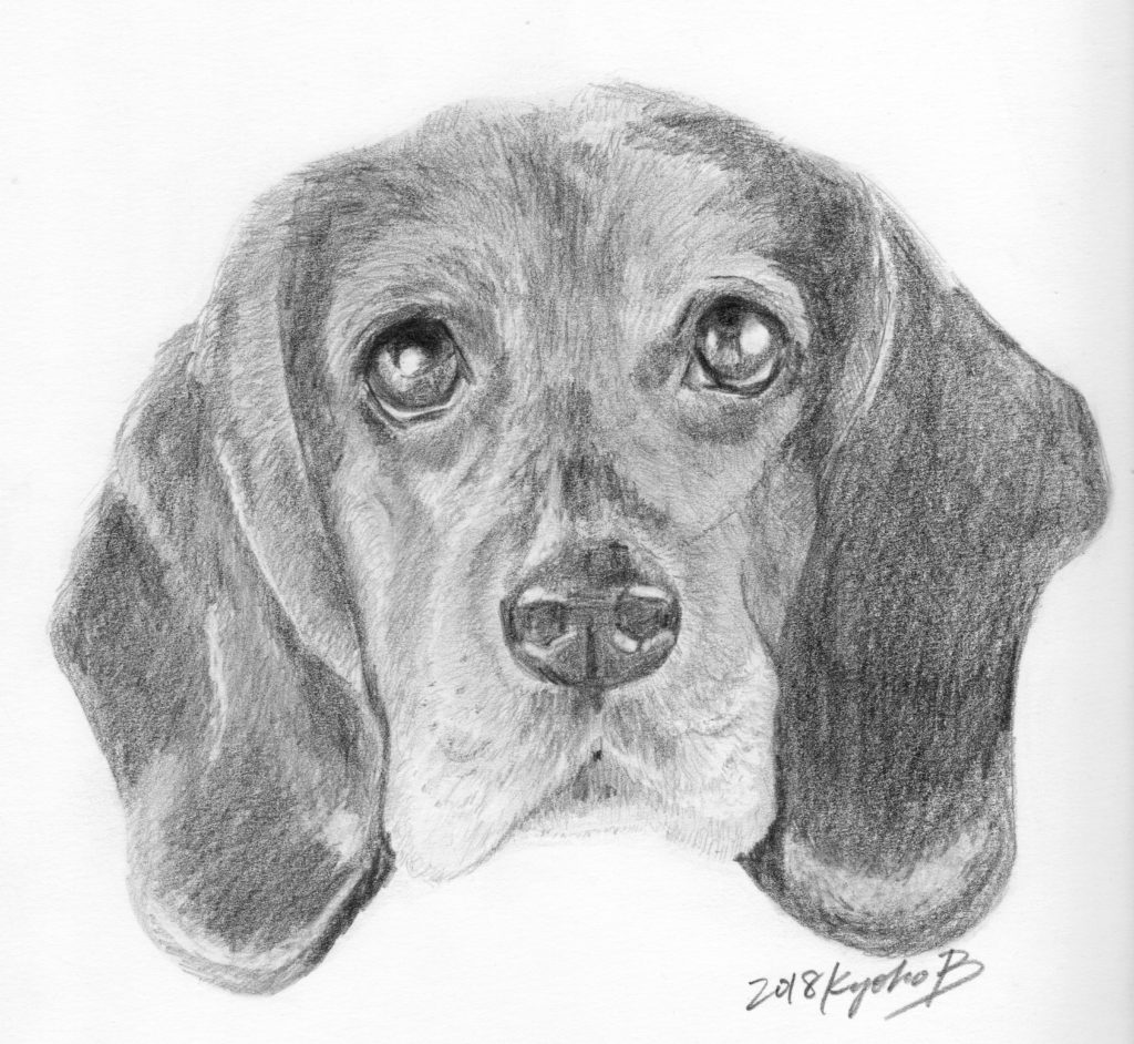 Dog portrait detailed pencil drawing by Kyoko Bartley, Award- winning pet portraits, animal welfare artist in New Jersey.