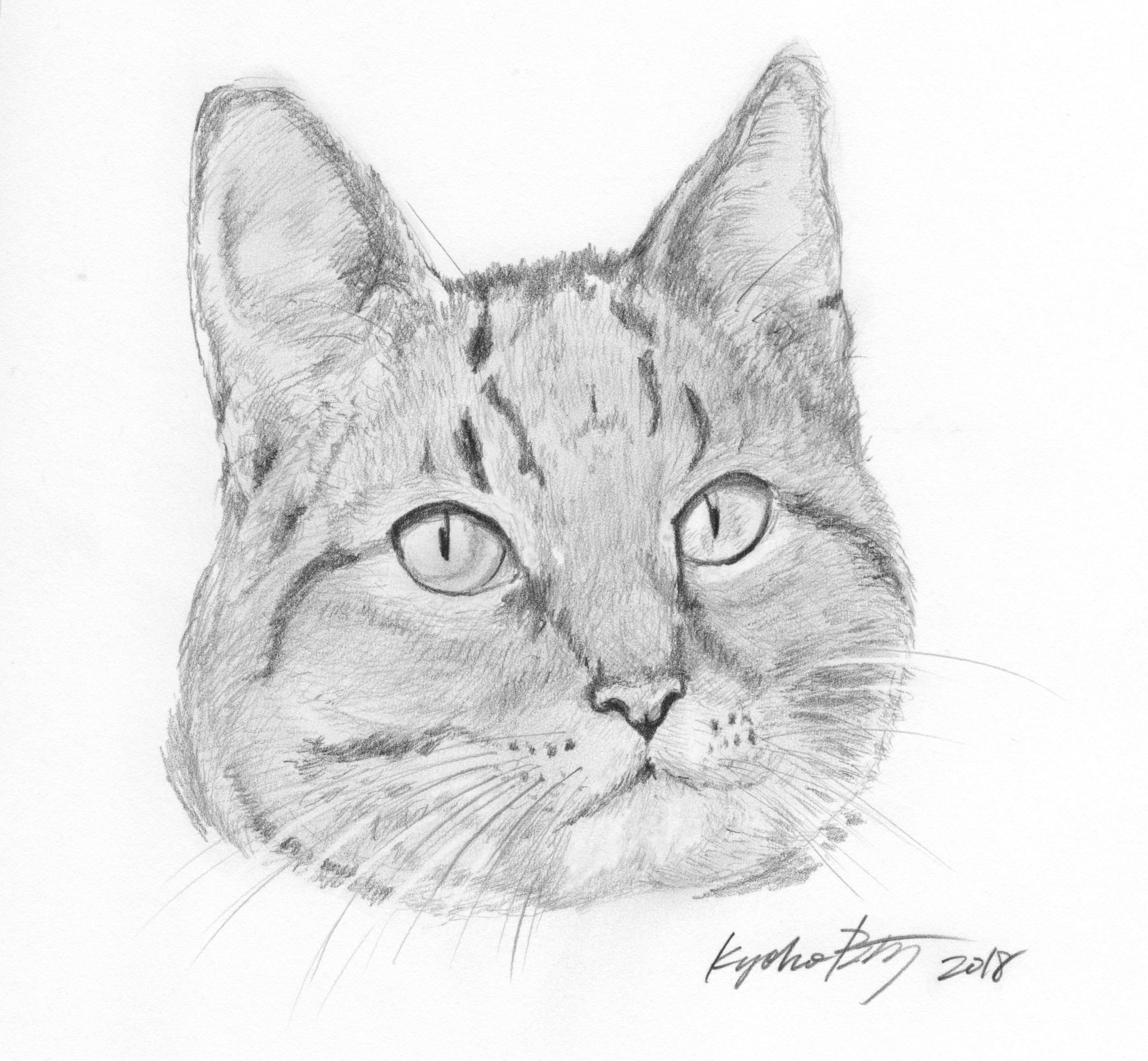 Cat portrait detailed pencil drawing by Kyoko Bartley, Award- winning pet portraits, animal welfare artist in New Jersey.