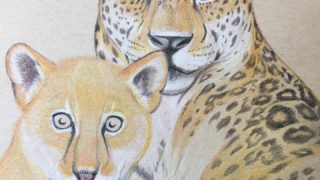 Color-rich illustration of jaguars – hand-drawn endangered animal