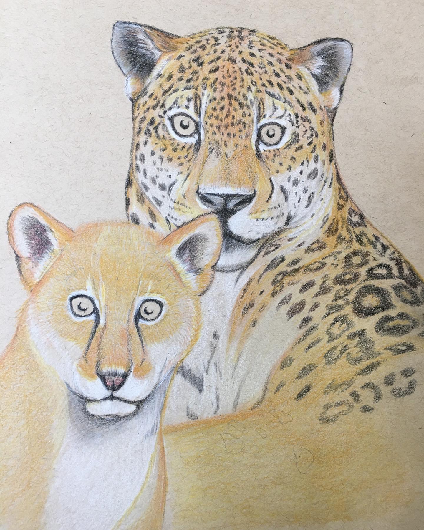 Jaguar Color Pencil Art Endangered Species Series Vol 1. (2022) by Kyoko Bartley 