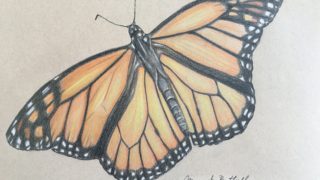 Delicate sketch of a monarch butterfly in colored pencil – unique endangered insect art