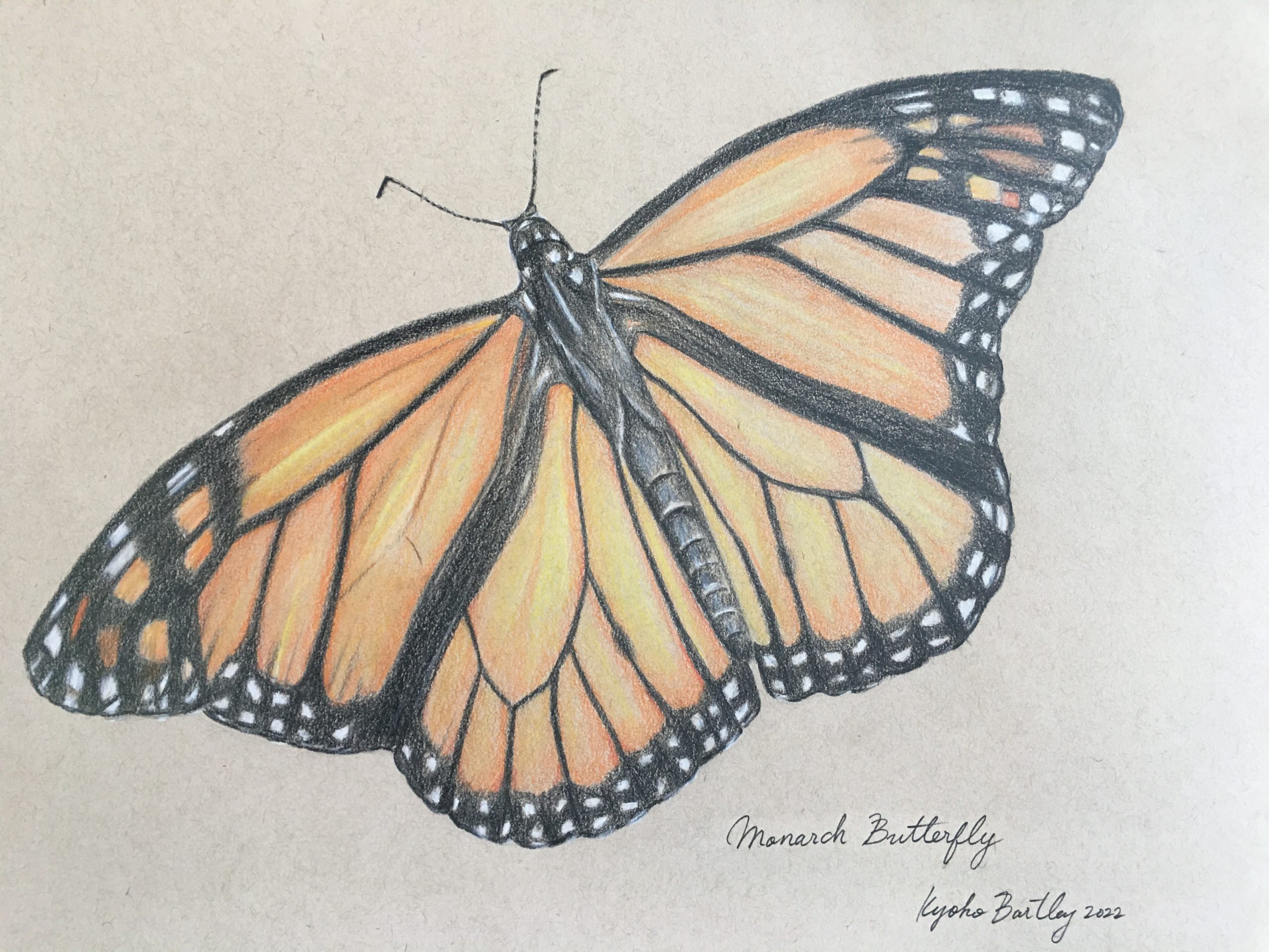 Monarch Butterfly Color Pencil Art Endangered Species Series by Kyoko Bartley