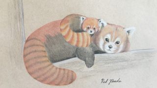 Soft colored pencil drawing of a Red panda mom and baby on a branch