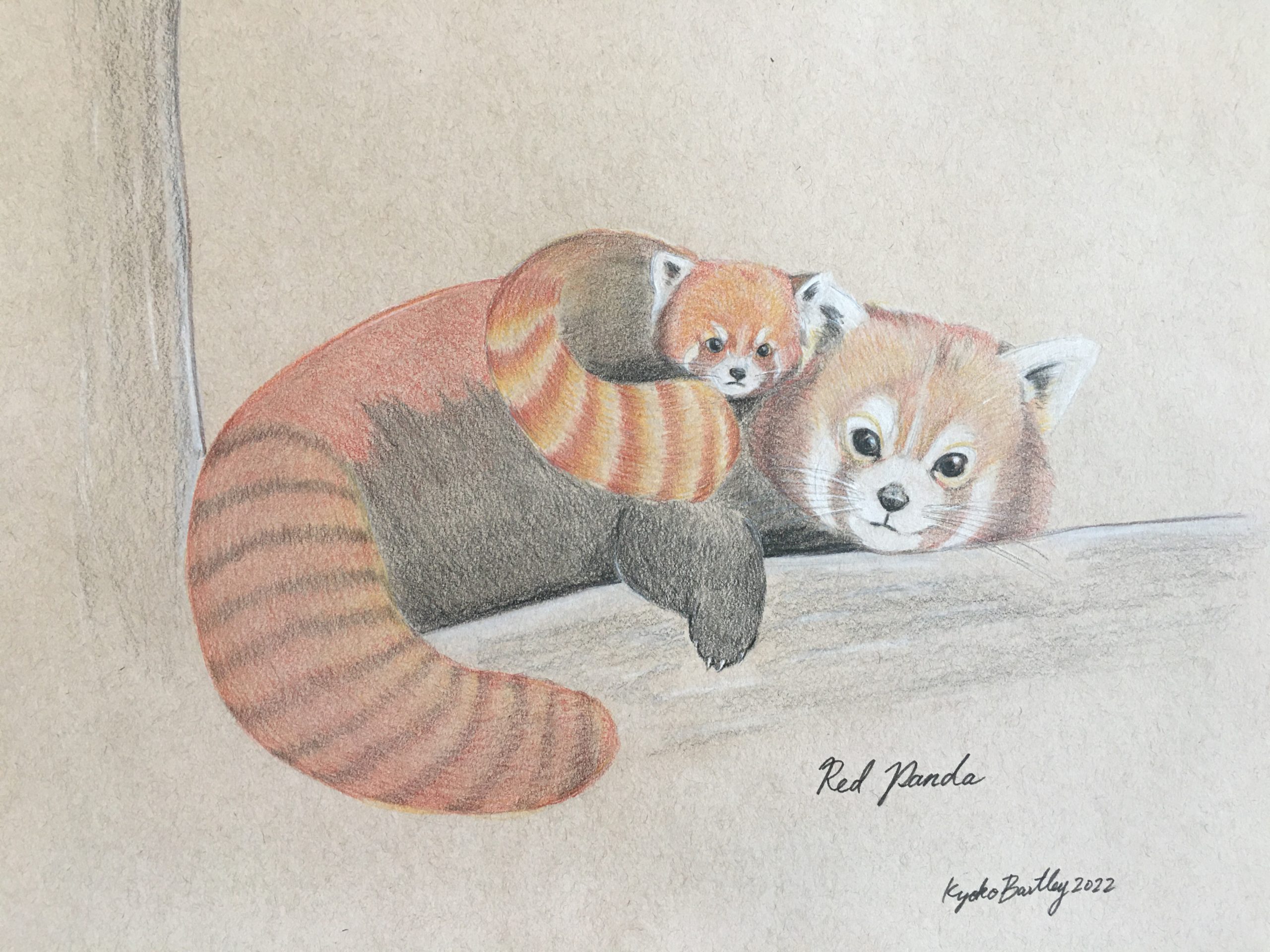 Red Panda Color Pencil Art Endangered Species Series Vol 1. by Kyoko Bartley