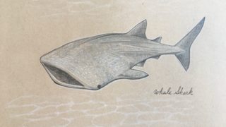 Illustration of a Whale Shark in calm waters – endangered marine life portrait