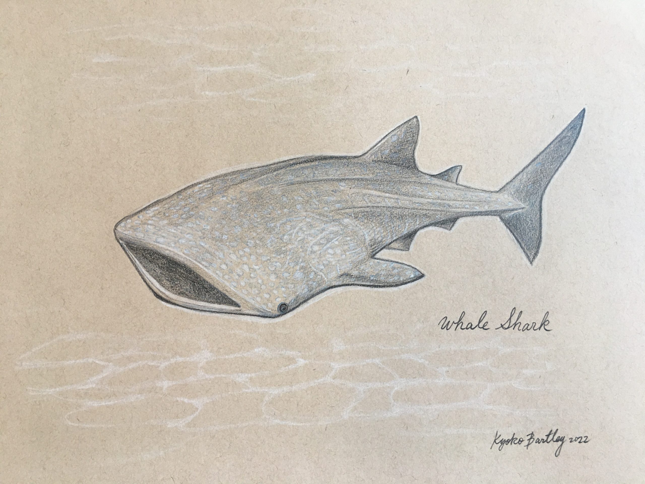 Whale Shark Color Pencil Art Endangered Species Series Vol 1. by Kyoko Bartley