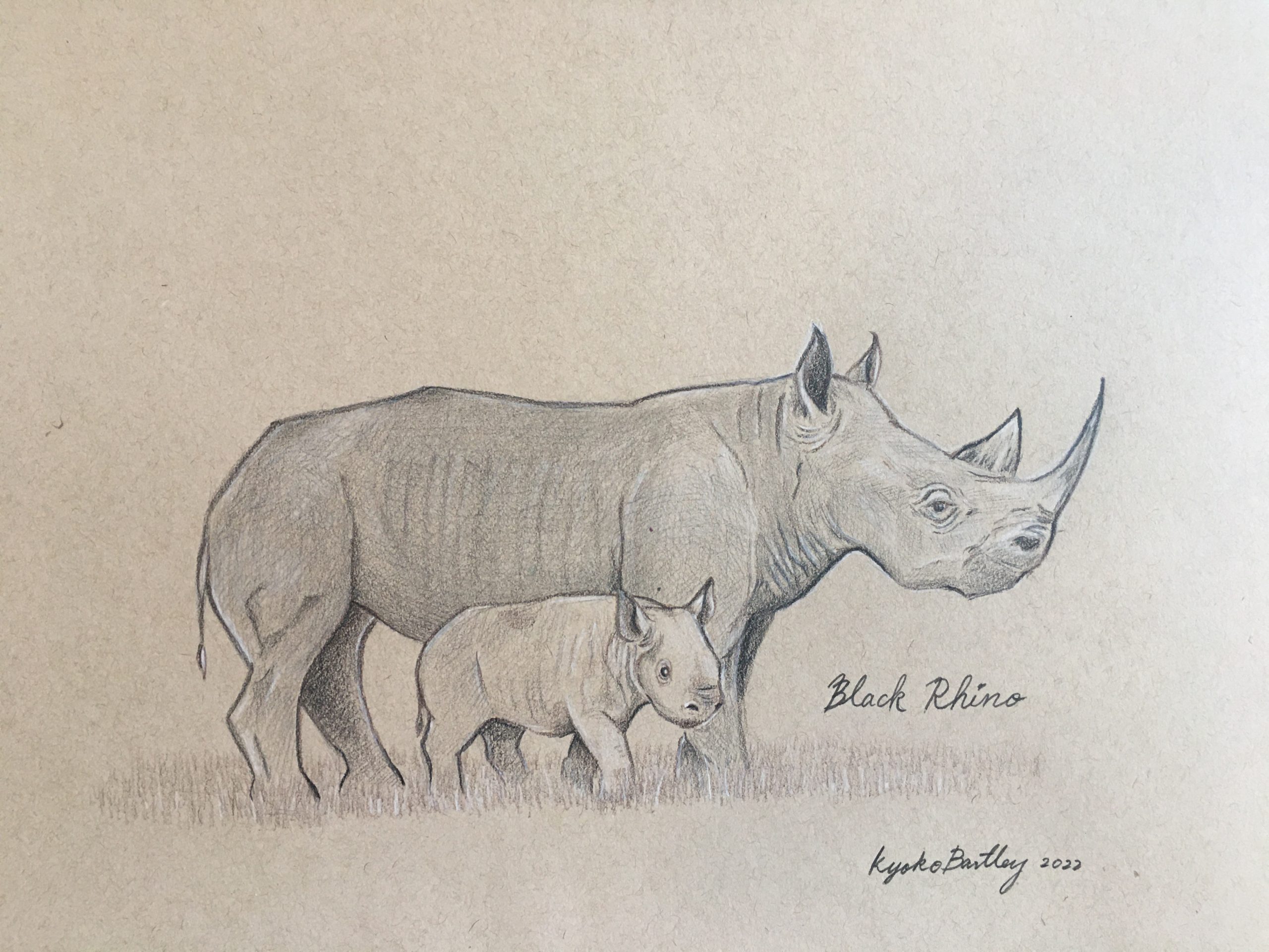 Black Rhino Color Pencil Art Endangered Species Series Vol 1. （2022）by Kyoko Bartley　Timelapse Video