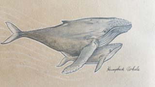 Gentle eyes of Humpback Whales in detailed colored pencil illustration