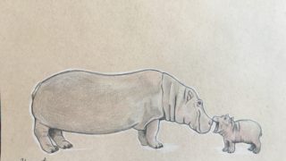 Rare Hippo mom and baby depicted with care – colored pencil wildlife conservation art