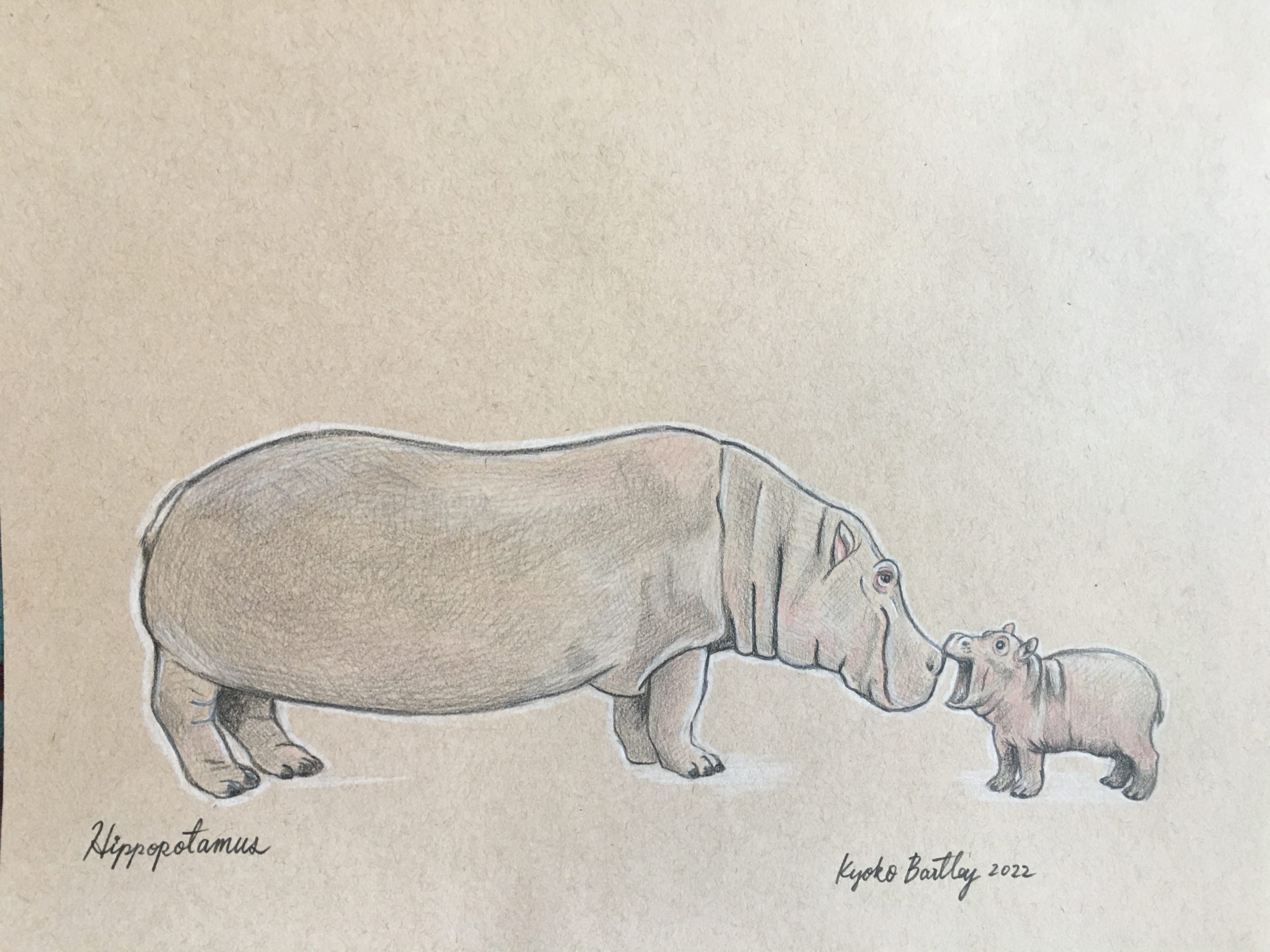 Hippos Color Pencil Art Endangered Species Series Vol 1. (2022) by Kyoko Bartley 