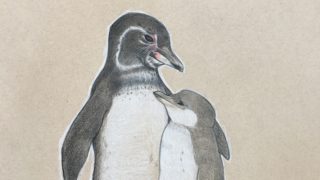 Illustration of Galapagos Penguins – endangered bird drawn in colored pencil