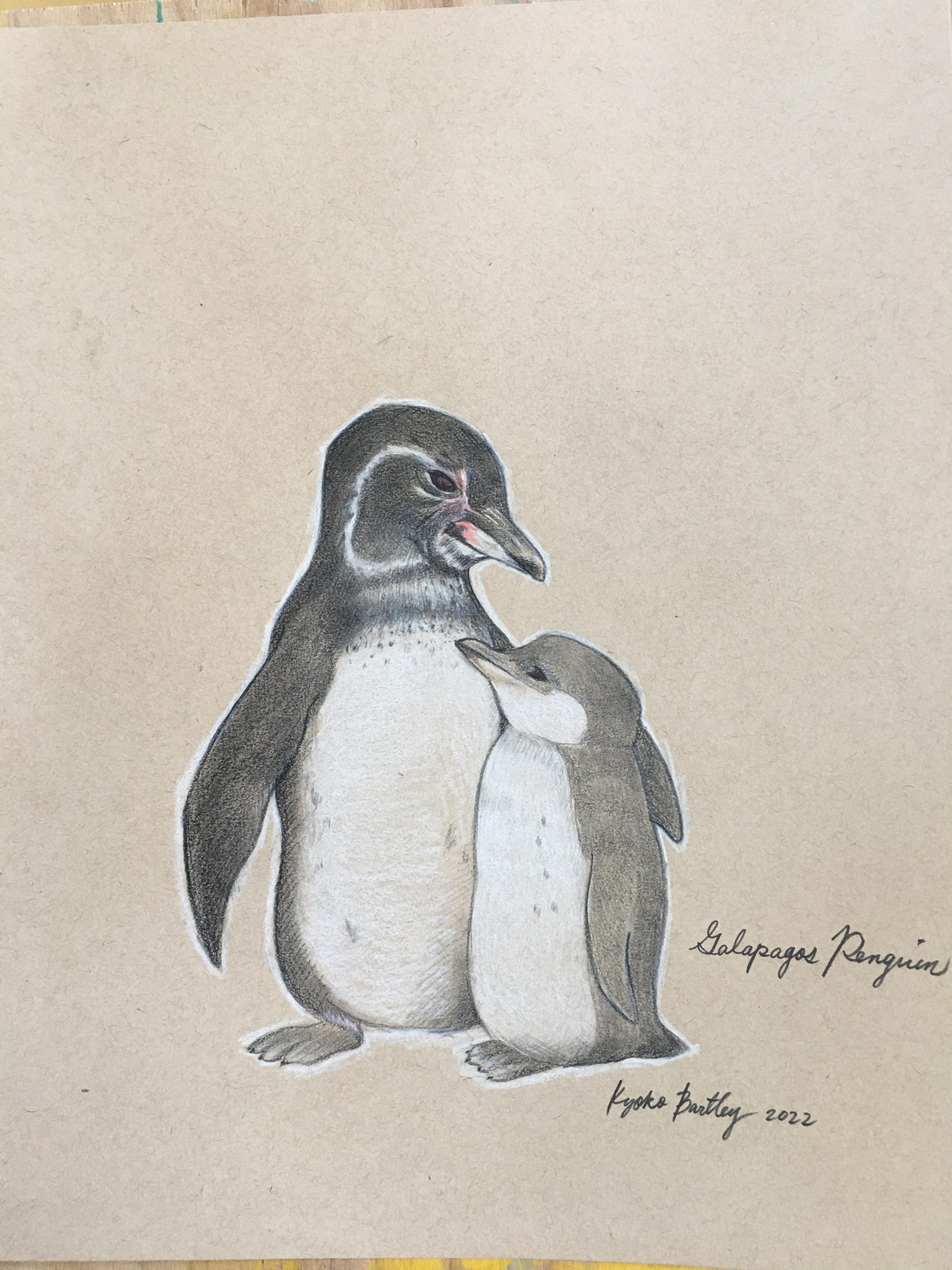 Galapagos Penguin Color Pencil Art Endangered Species Series by Kyoko Bartley