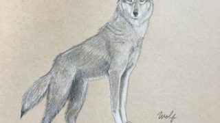 Artistic tribute to the wolf– endangered rainforest species drawn in color pencil