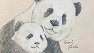 Colored pencil portrait of Giant Pandas– endangered species awareness art