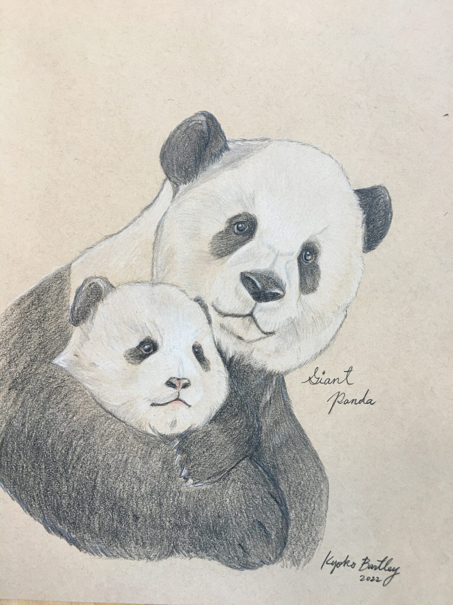 Giant Panda Color Pencil Art Endangered Species Series Vol 1. by Kyoko Bartley