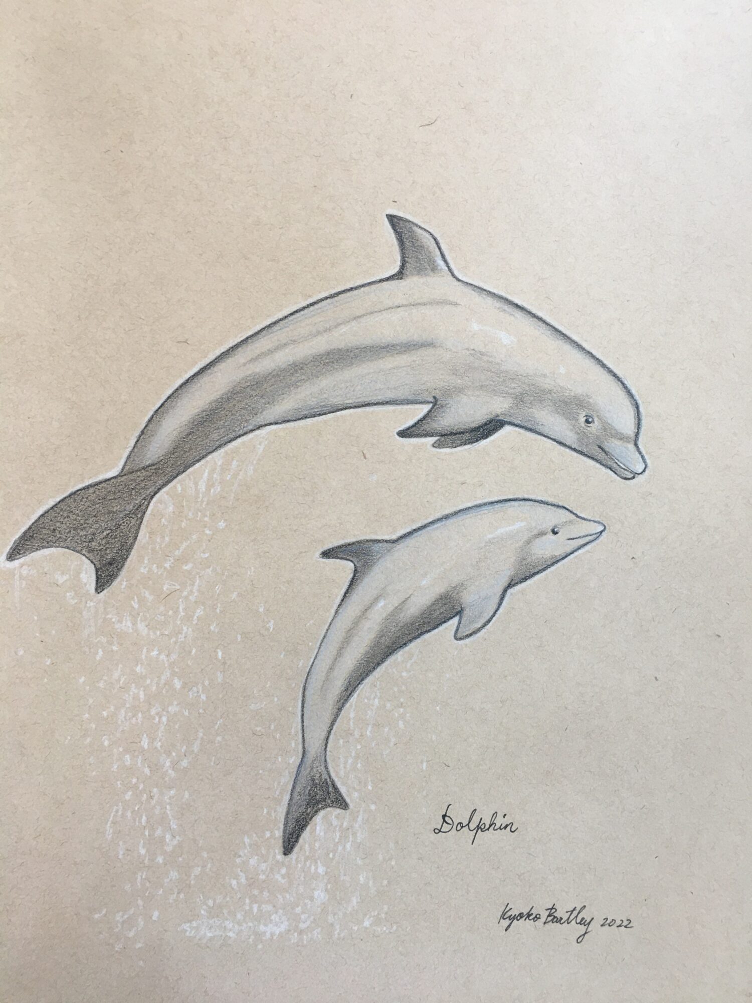 Dolphin Color Pencil Art Endangered Species Series Vol 1. (2022) by Kyoko Bartley